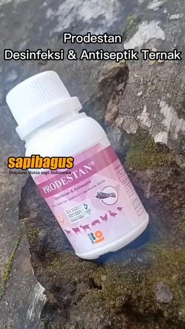 Prodestan-Desinfektan-&-Antiseptik-Ternak
